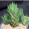 Haworthia G